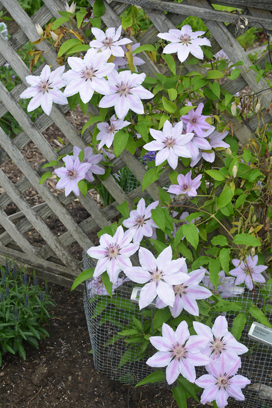 Nelly Moser Clematis (Clematis 'Nelly Moser') at Country Basket Garden Centre