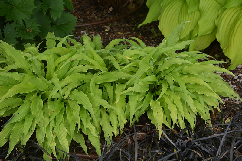 Curly Fries Hosta (Hosta 'Curly Fries') at Country Basket Garden Centre