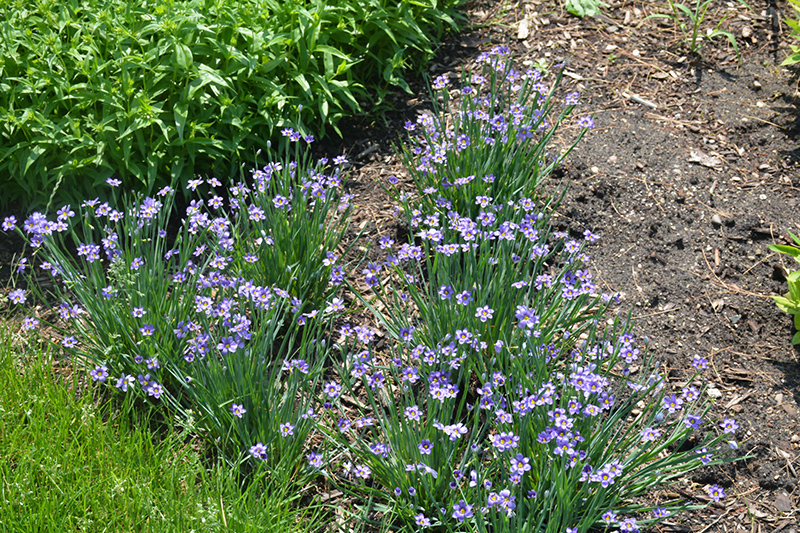 Lucerne Blue-Eyed Grass (Sisyrinchium angustifolium 'Lucerne') at Country Basket Garden Centre