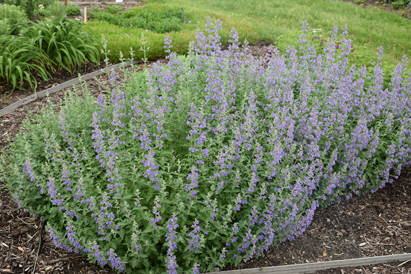 Walker's Low Catmint (Nepeta x faassenii 'Walker's Low') at Country Basket Garden Centre
