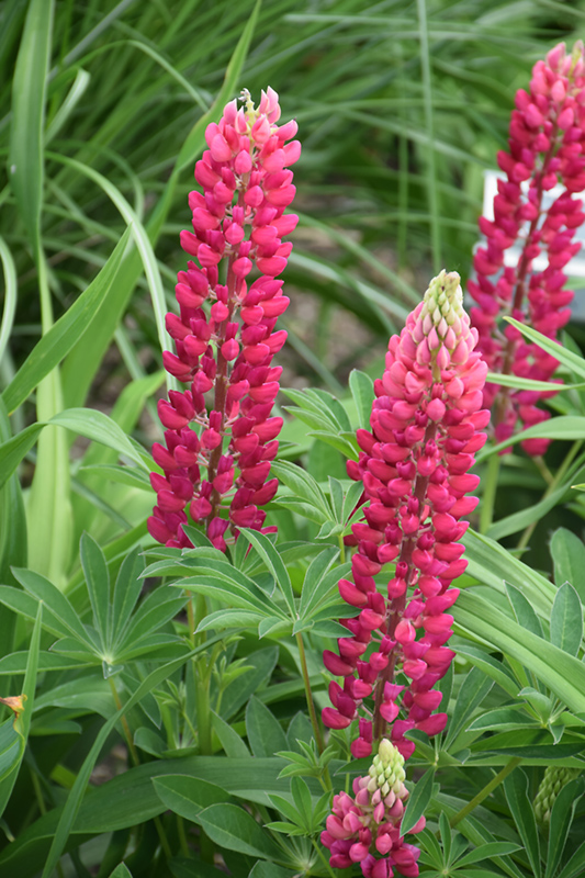 Popsicle Red Lupine (Lupinus 'Popsicle Red') at Country Basket Garden Centre