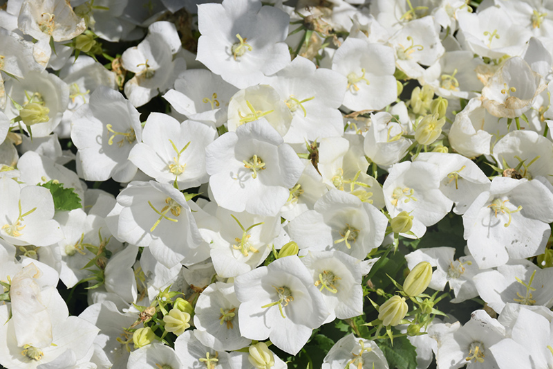 Pearl White Bellflower (Campanula carpatica 'Pearl White') at Country Basket Garden Centre