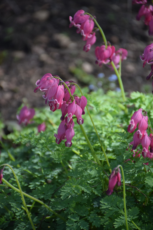 King of Hearts Bleeding Heart (Dicentra 'King of Hearts') at Country Basket Garden Centre