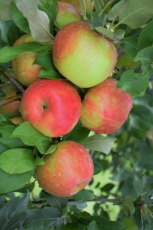 Honeycrisp Apple (Malus 'Honeycrisp') at Country Basket Garden Centre