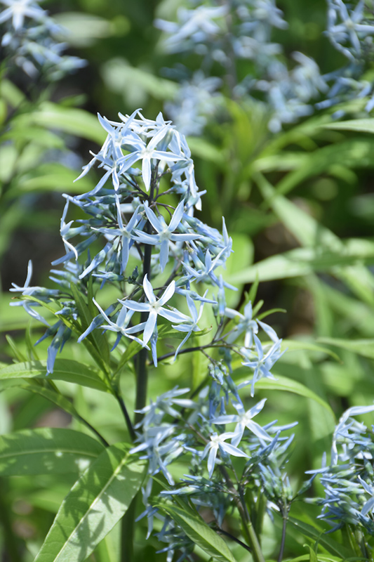 Narrow-Leaf Blue Star (Amsonia hubrichtii) at Country Basket Garden Centre