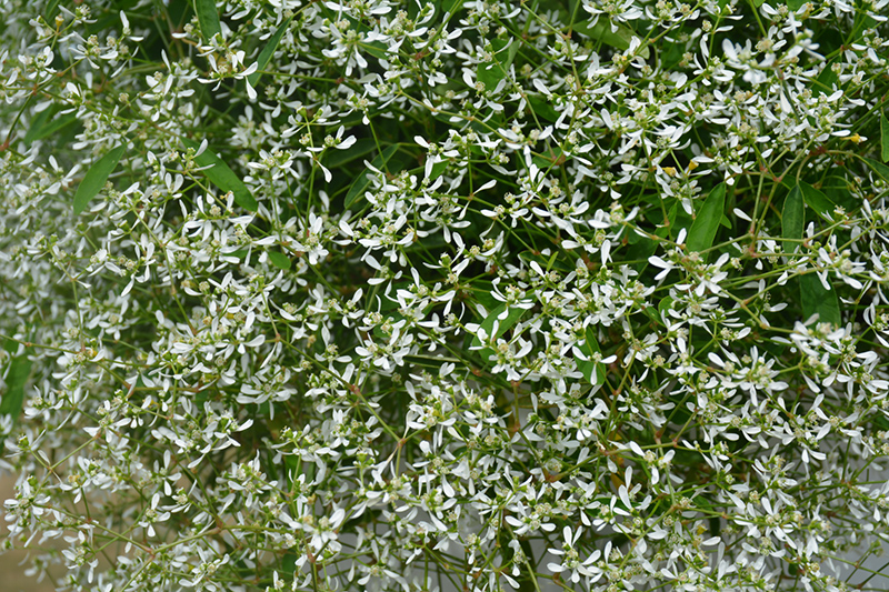 Diamond Frost Euphorbia (Euphorbia 'INNEUPHDIA') at Country Basket Garden Centre