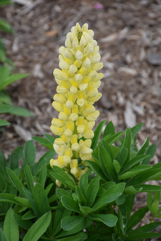 Popsicle Yellow Lupine (Lupinus 'Popsicle Yellow') at Country Basket Garden Centre