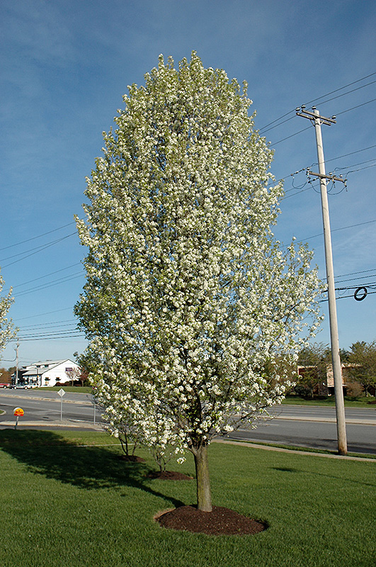 Cleveland Select Ornamental Pear (Pyrus calleryana 'Cleveland Select') at Country Basket Garden Centre
