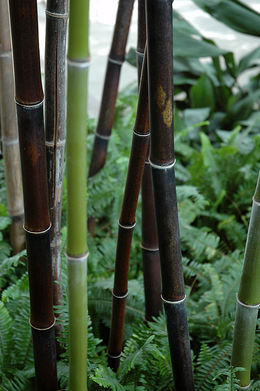 Black Bamboo (Phyllostachys nigra) at Country Basket Garden Centre