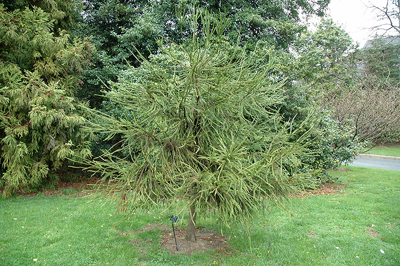 Whipcord Japanese Cedar (Cryptomeria japonica 'Dacrydioides') at Country Basket Garden Centre