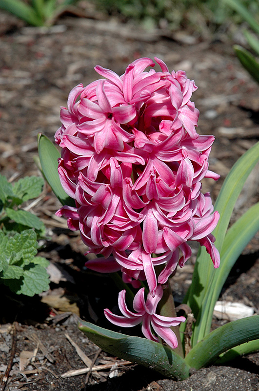 Pink Pearl Hyacinth (Hyacinthus orientalis 'Pink Pearl') at Country Basket Garden Centre