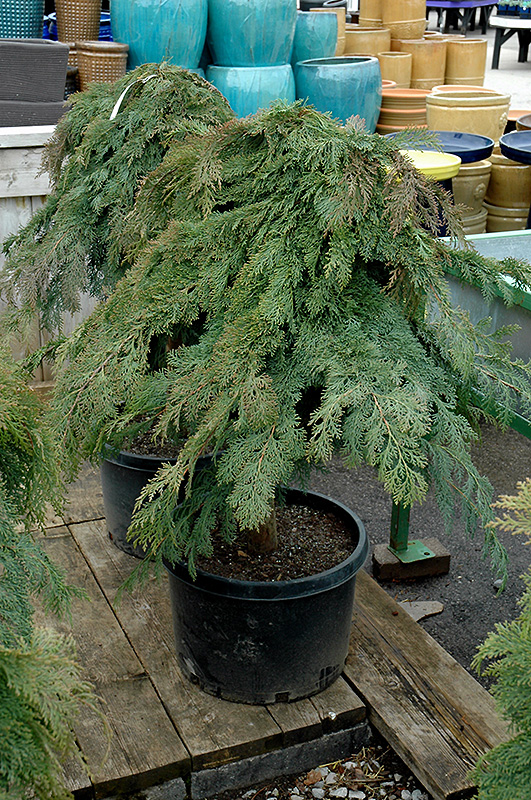 Russian Cypress (tree form) (Microbiota decussata '(tree form)') at Country Basket Garden Centre