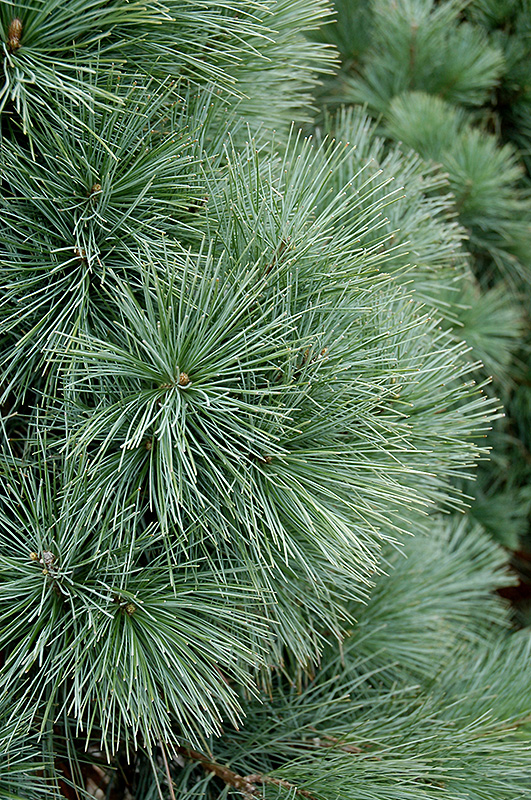 Domingo Limber Pine (Pinus flexilis 'Domingo') at Country Basket Garden Centre