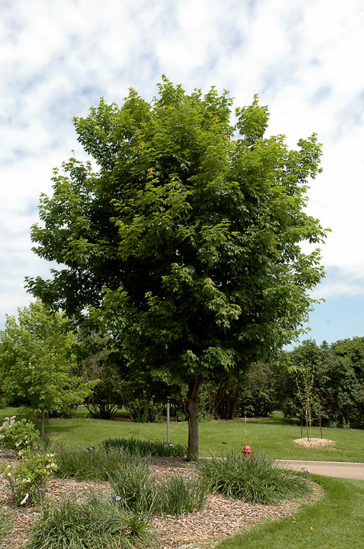 Sugar Maple (Acer saccharum) at Country Basket Garden Centre