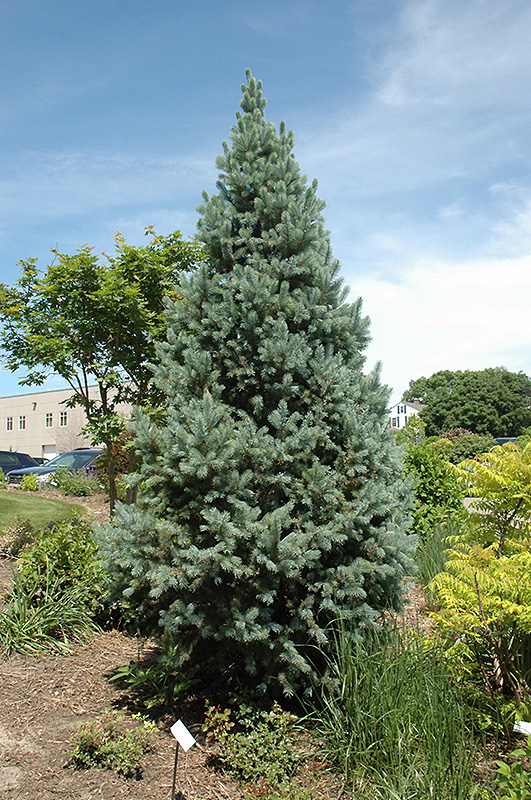 Upright Colorado Spruce (Picea pungens 'Fastigiata') at Country Basket Garden Centre