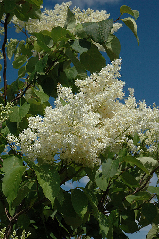 Ivory Silk Tree Lilac (tree form) (Syringa reticulata 'Ivory Silk (tree form)') at Country Basket Garden Centre