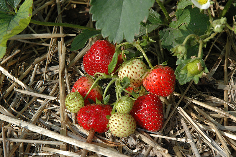 Everbearing Strawberry (Fragaria 'Everbearing') at Country Basket Garden Centre