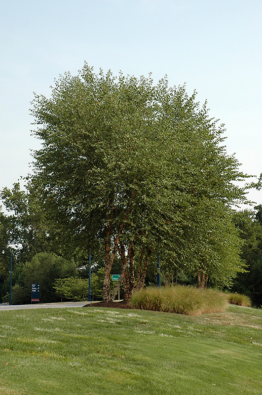 Heritage River Birch (clump) (Betula nigra 'Heritage (clump)') at Country Basket Garden Centre