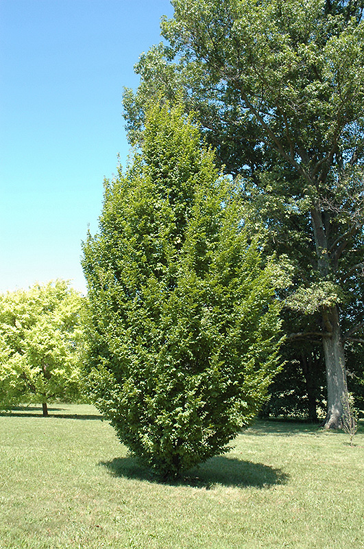 Frans Fontaine Hornbeam (Carpinus betulus 'Frans Fontaine') at Country Basket Garden Centre