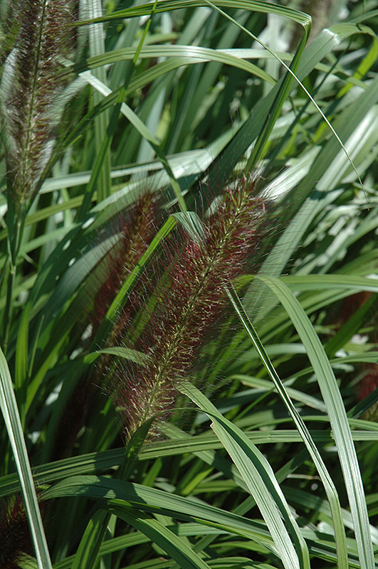Red Head Fountain Grass (Pennisetum alopecuroides 'Red Head') at Country Basket Garden Centre