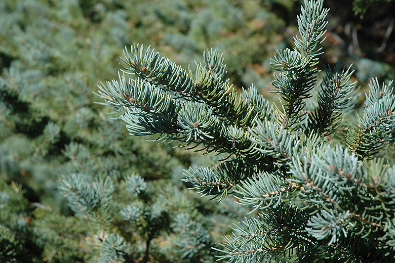 White Spruce (Picea glauca) at Country Basket Garden Centre