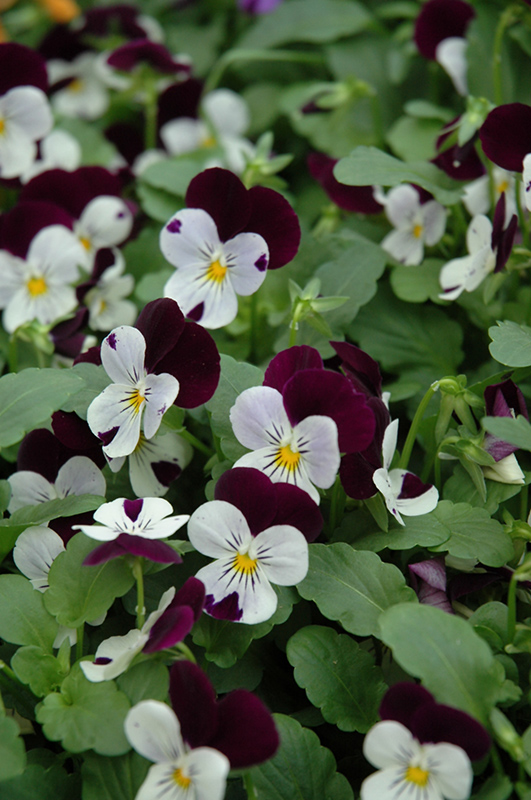 Sorbet XP White Jump Up Pansy (Viola 'Sorbet XP White Jump Up') at Country Basket Garden Centre