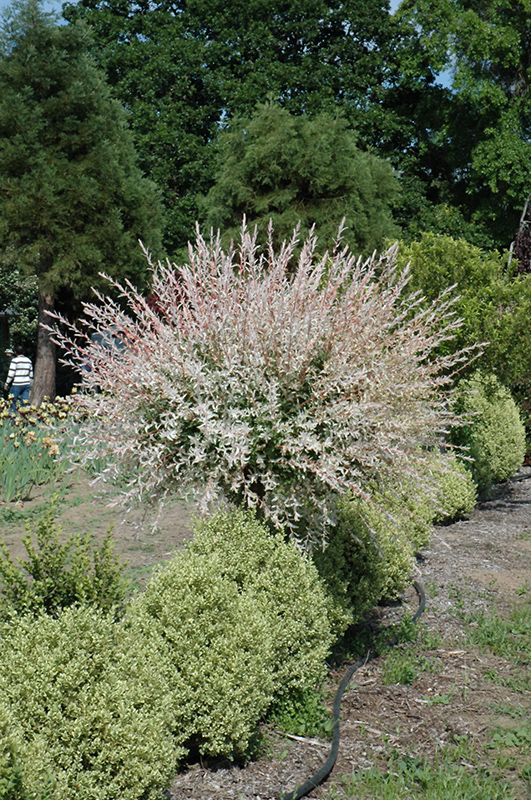 Tricolor Willow (tree form) (Salix integra 'Hakuro Nishiki (tree form)') at Country Basket Garden Centre