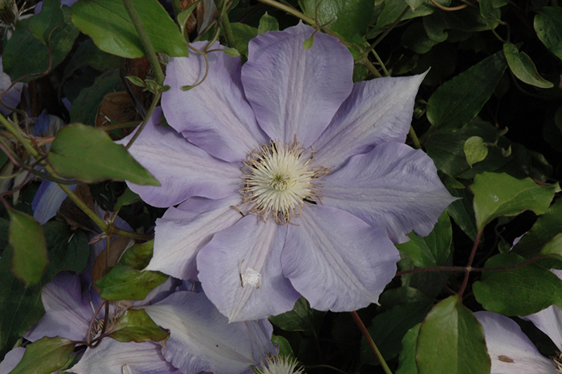 H.F. Young Clematis (Clematis 'H.F. Young') at Country Basket Garden Centre