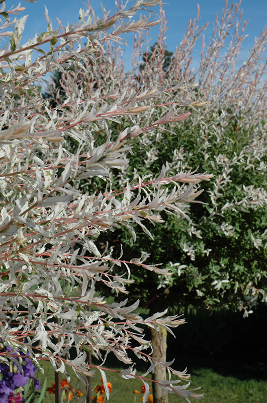 Tricolor Willow (tree form) (Salix integra 'Hakuro Nishiki (tree form)') at Country Basket Garden Centre