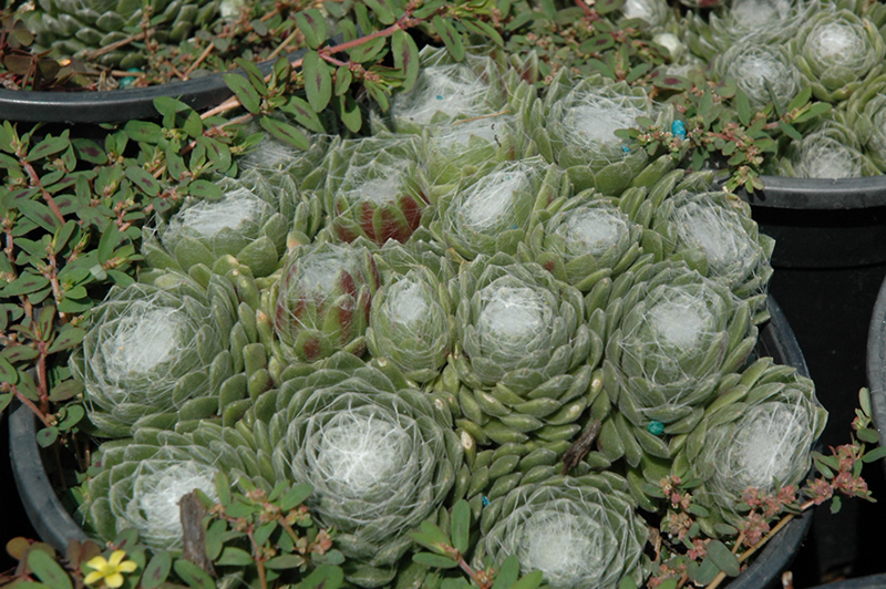 Forest Frost Cobweb Hens And Chicks (Sempervivum arachnoideum 'Forest Frost') at Country Basket Garden Centre