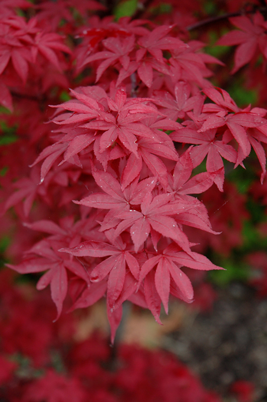 Twombly's Red Sentinel Japanese Maple (Acer palmatum 'Twombly's Red Sentinel') at Country Basket Garden Centre