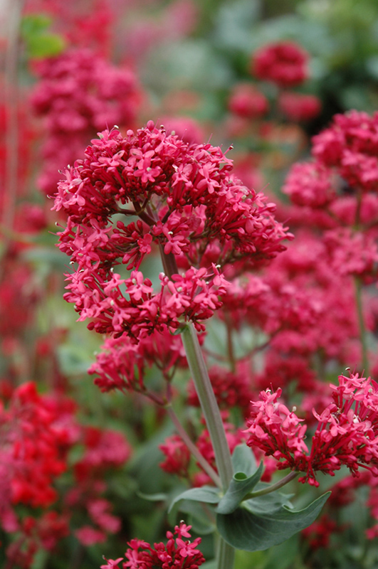 Red Valerian (Centranthus ruber) at Country Basket Garden Centre