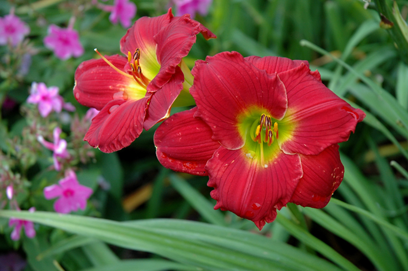 Happy Ever Appster Red Hot Returns Daylily (Hemerocallis 'Red Hot Returns') at Country Basket Garden Centre