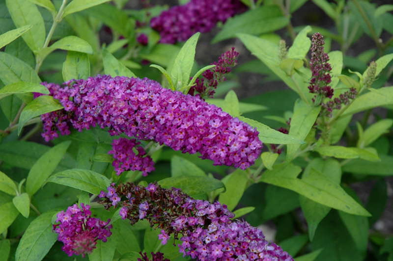 Monarch Crown Jewels Butterfly Bush (Buddleia 'Crown Jewels') at Country Basket Garden Centre