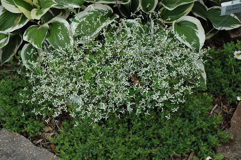 Diamond Frost Euphorbia (Euphorbia 'INNEUPHDIA') at Country Basket Garden Centre