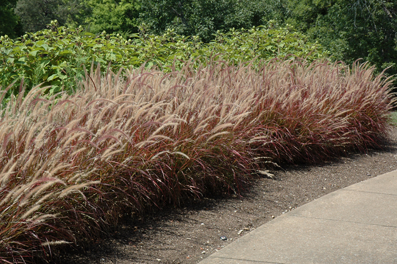 Purple Fountain Grass (Pennisetum setaceum 'Rubrum') at Country Basket Garden Centre