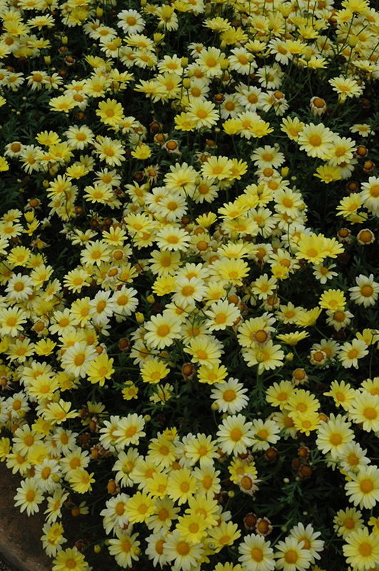 Butterfly Marguerite Daisy (Argyranthemum frutescens 'Butterfly') at Country Basket Garden Centre