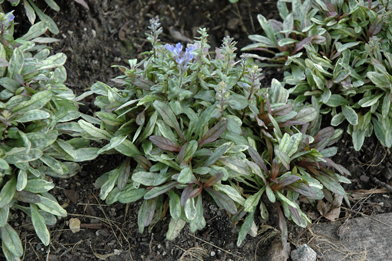 Dixie Chip Bugleweed (Ajuga 'Dixie Chip') at Country Basket Garden Centre