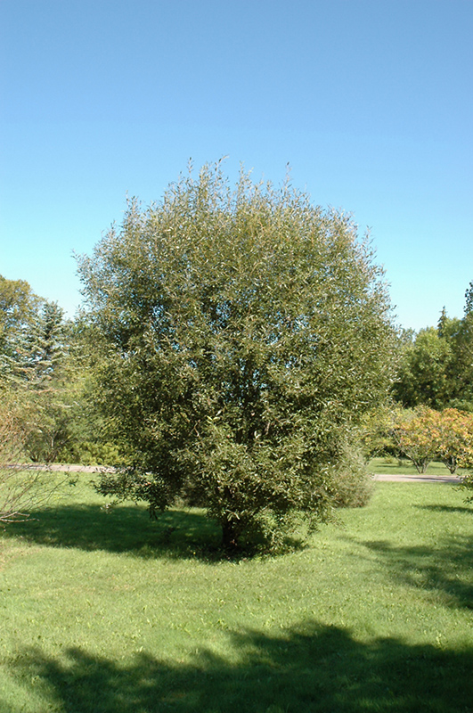 Pussy Willow (Salix discolor) at Country Basket Garden Centre