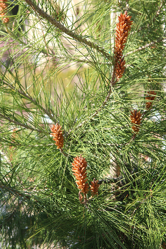 Japanese Black Pine (Pinus thunbergii) at Country Basket Garden Centre