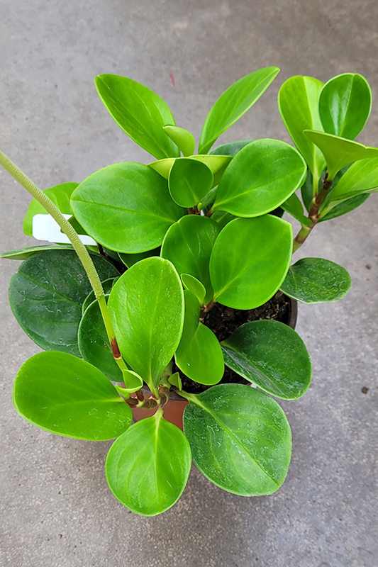 Baby Rubber Plant (Peperomia obtusifolia) at Country Basket Garden Centre