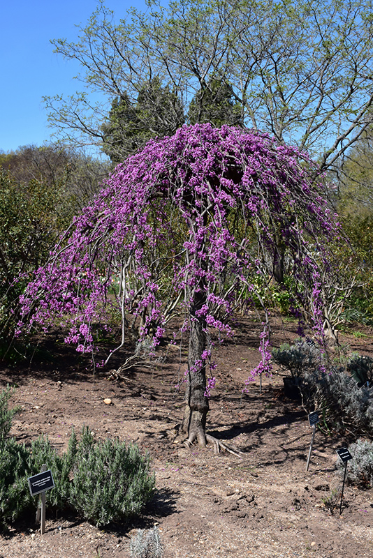 Lavender Twist Redbud (Cercis canadensis 'Covey') at Country Basket Garden Centre