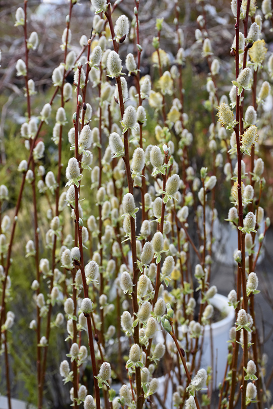 Pussy Willow (Salix discolor) at Country Basket Garden Centre