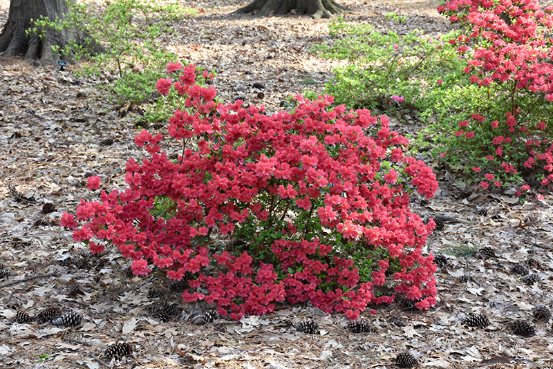 Girard's Crimson Azalea (Rhododendron 'Girard's Crimson') at Country Basket Garden Centre
