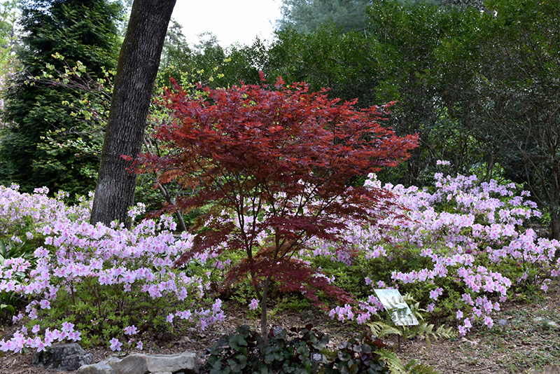 Red Baron Japanese Maple (Acer palmatum 'Red Baron') at Country Basket Garden Centre