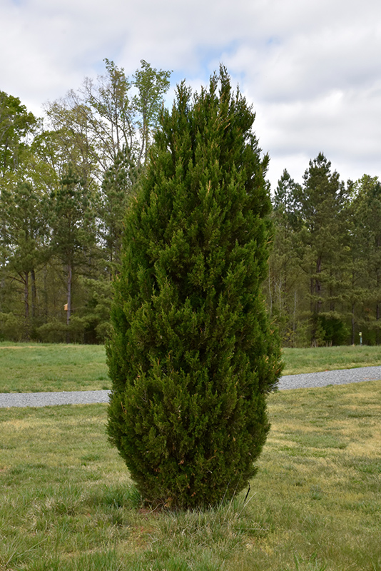 Spartan Juniper (Juniperus chinensis 'Spartan') at Country Basket Garden Centre