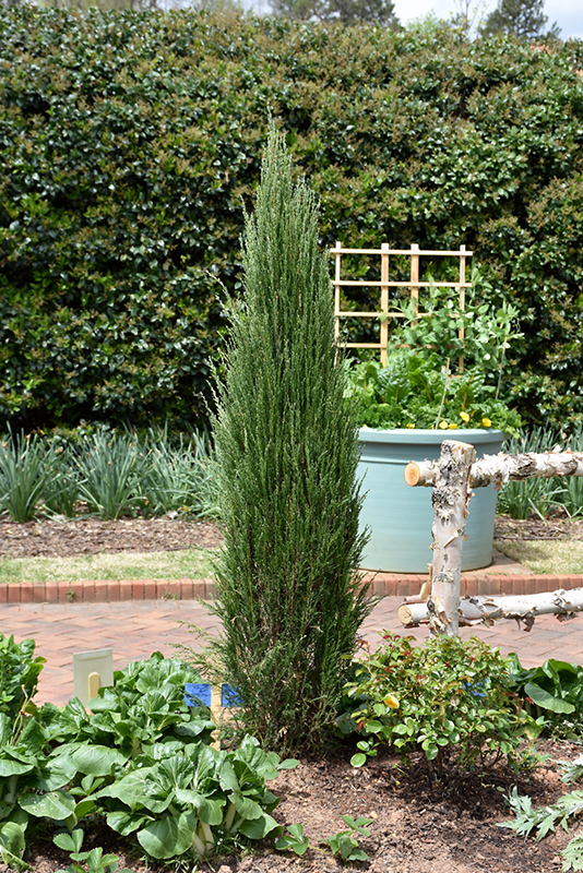 Blue Arrow Juniper (Juniperus scopulorum 'Blue Arrow') at Country Basket Garden Centre