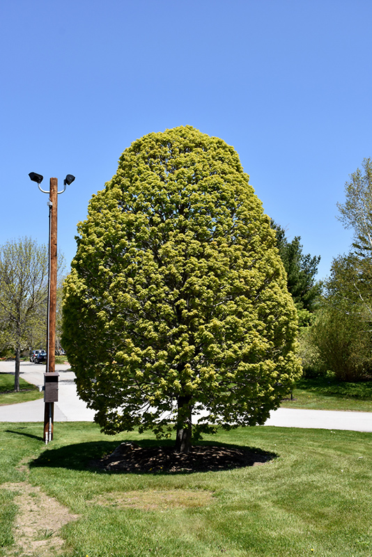 Columnar Sugar Maple (Acer saccharum 'Columnare') at Country Basket Garden Centre
