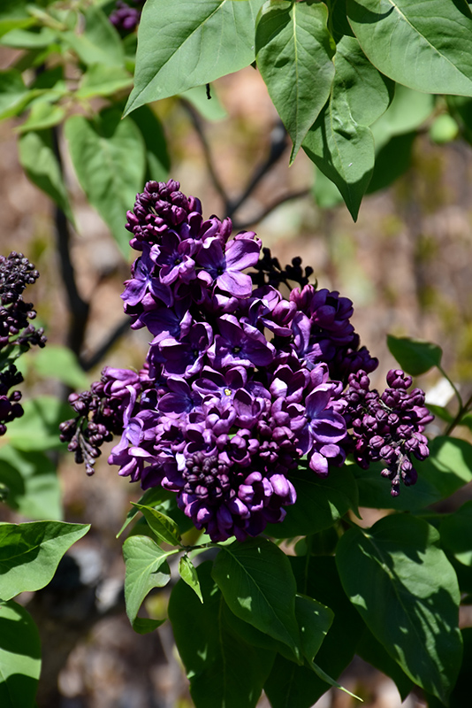 Agincourt Beauty Lilac (Syringa vulgaris 'Agincourt Beauty') at Country Basket Garden Centre