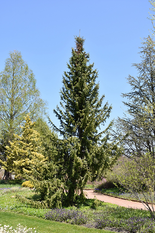 Serbian Spruce (Picea omorika) at Country Basket Garden Centre